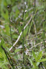 Equisetum variegatum