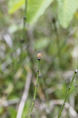 Equisetum variegatum