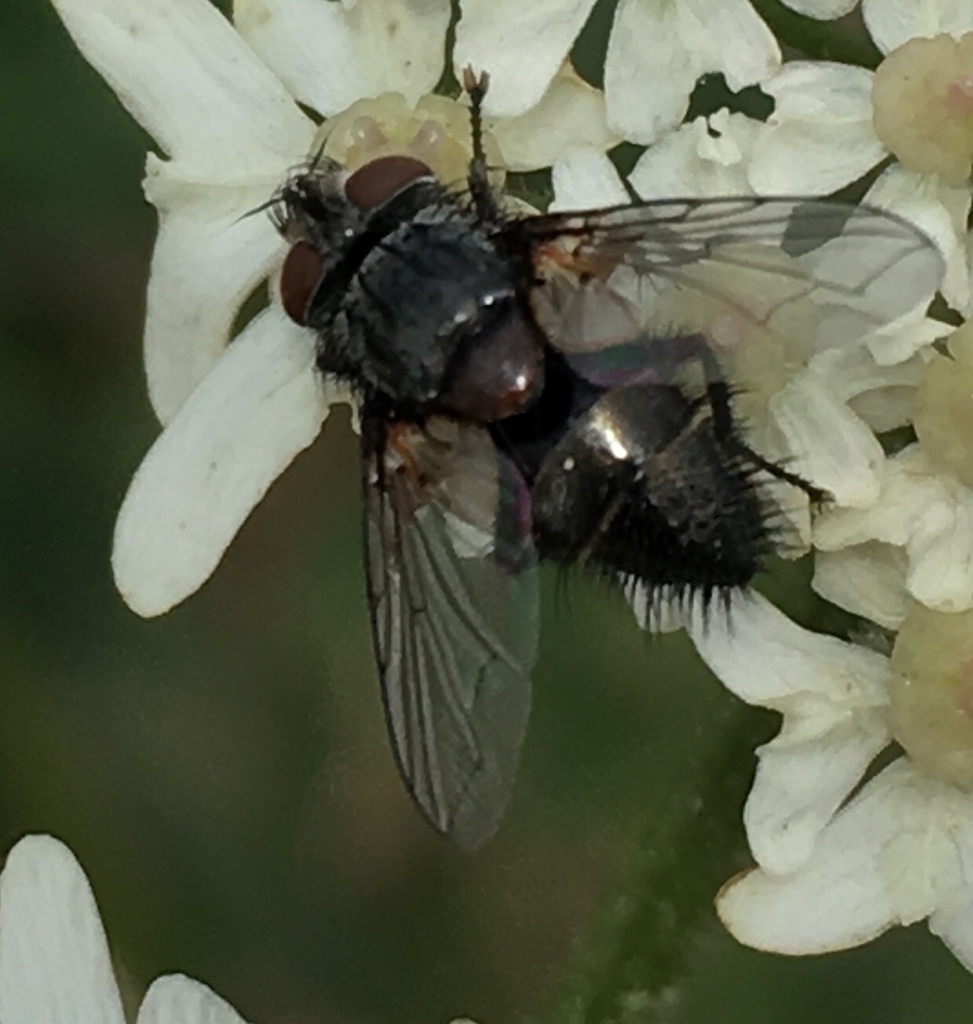 Aplomya confinis