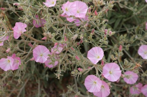 Convolvulus oleifolius oleifolius