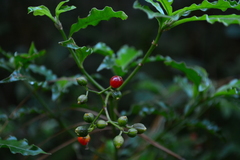 Psychotria graciliflora