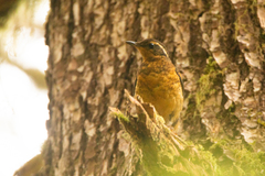 Ixoreus naevius carlottae