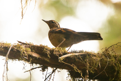 Ixoreus naevius carlottae