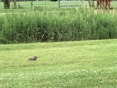 Marmota monax