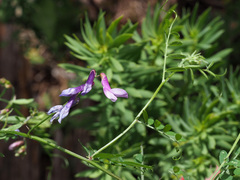 Vicia villosa pseudocracca