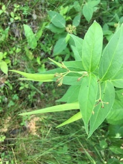 Vincetoxicum rossicum