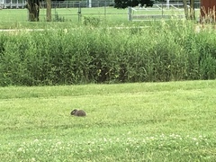 Marmota monax