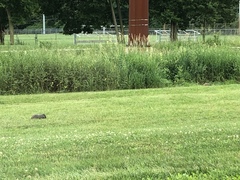 Marmota monax
