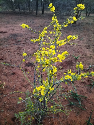 Image of Rhigozum brevispinosum by no rights reserved