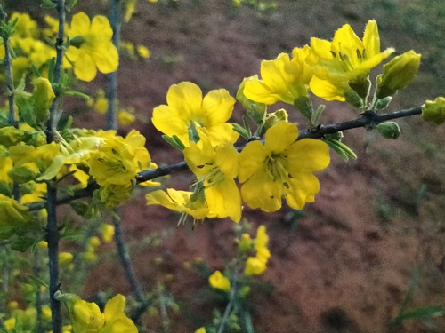 Image of Rhigozum brevispinosum by no rights reserved