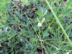 Trifolium monanthum grantianum