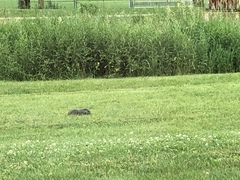 Marmota monax