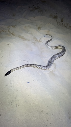 Black-headed Python sighting