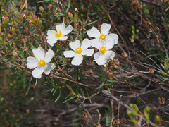 Cistus clusii
