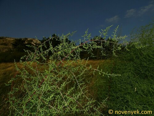 Artemisia scoparia iNat (3)