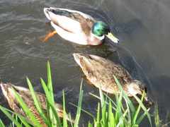 Anas platyrhynchos