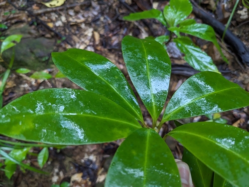 Illicium tashiroi iNat (1)