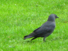 Corvus monedula