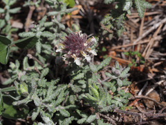Teucrium lusitanicum lusitanicum