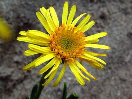 Golden Samphire