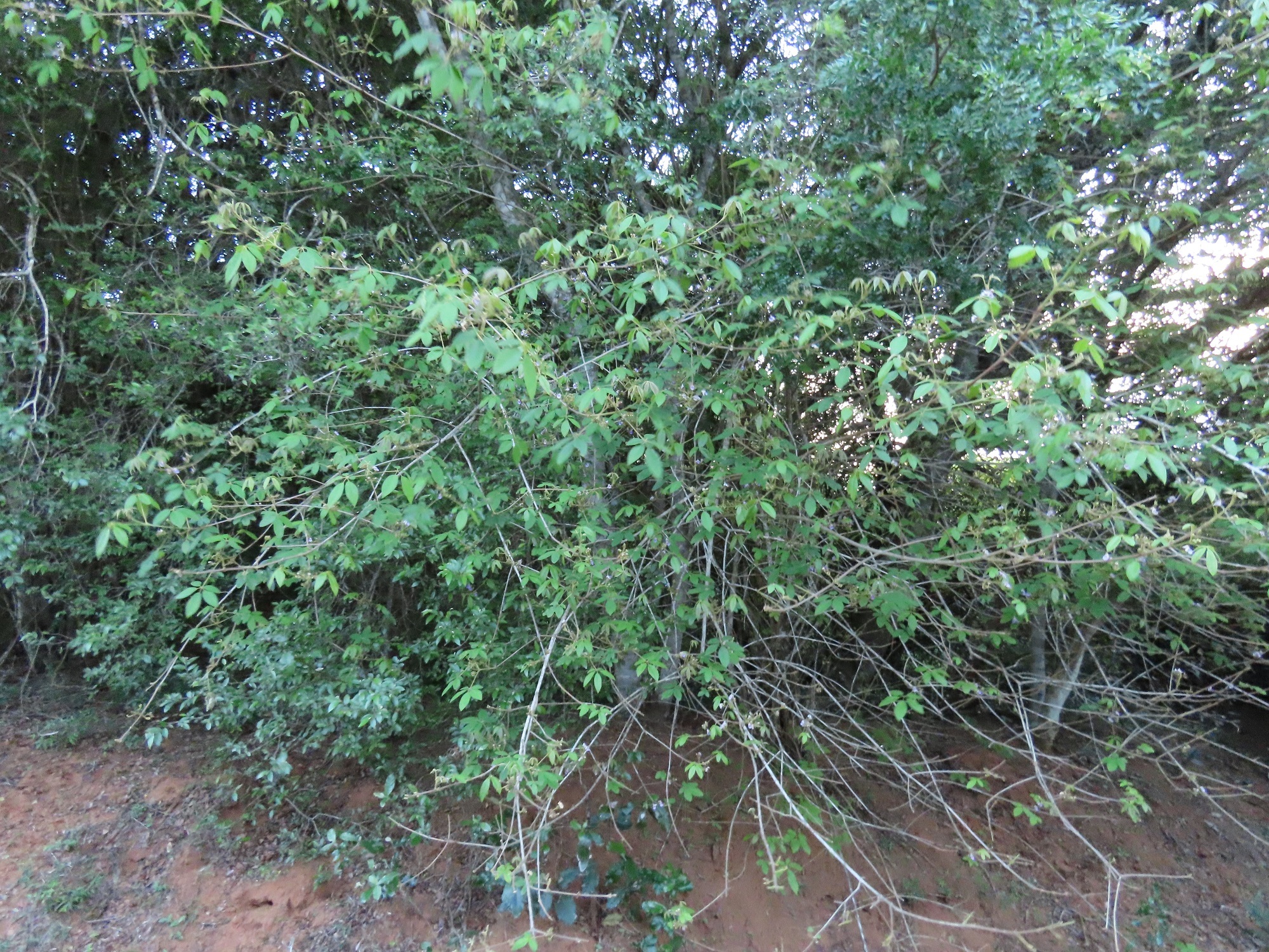 Imagem de Tarumã-do-cerrado