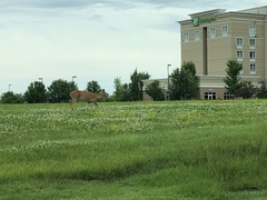 Odocoileus virginianus