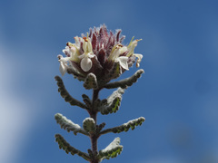 Teucrium lusitanicum lusitanicum