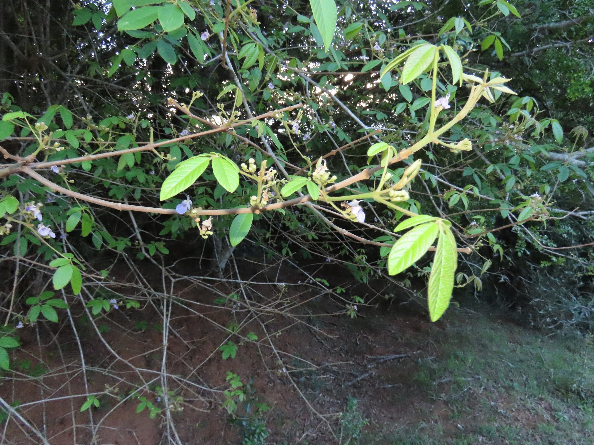 Imagem de Tarumã-do-cerrado