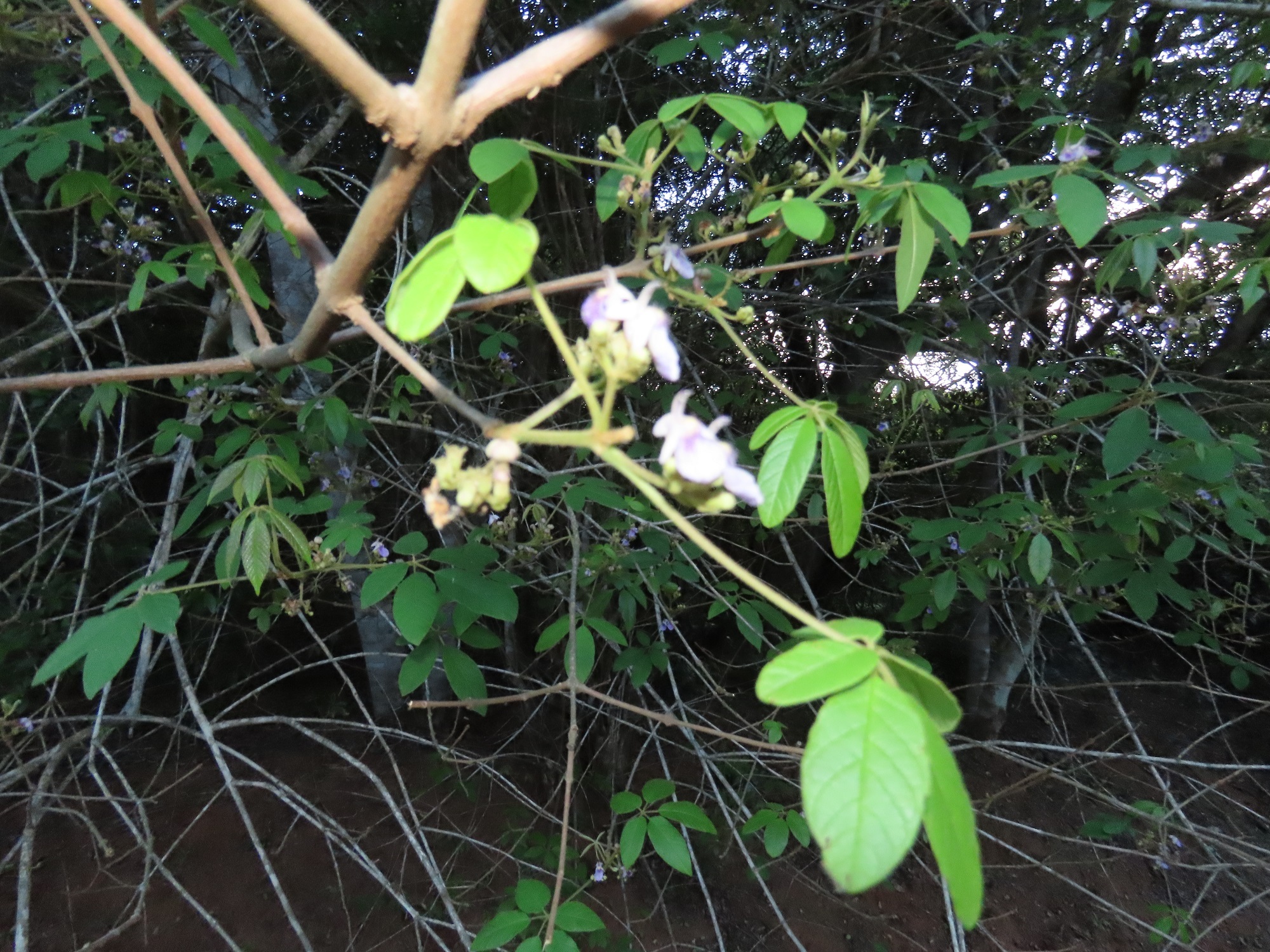 Imagem de Tarumã-do-cerrado