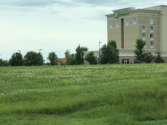 Odocoileus virginianus