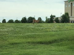 Odocoileus virginianus