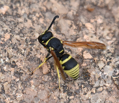 Euodynerus foraminatus