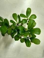 Terminalia tetraphylla