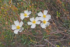 Cistus clusii