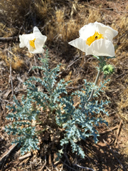 Argemone pleiacantha