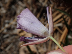 Calochortus nudus