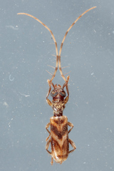 Stenhomalus taiwanus