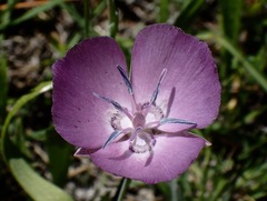 Calochortus nudus