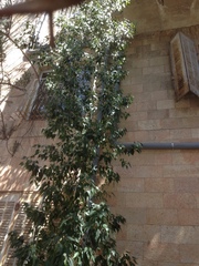 Brachychiton populneus