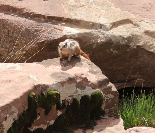 Barbary Ground Squirrel