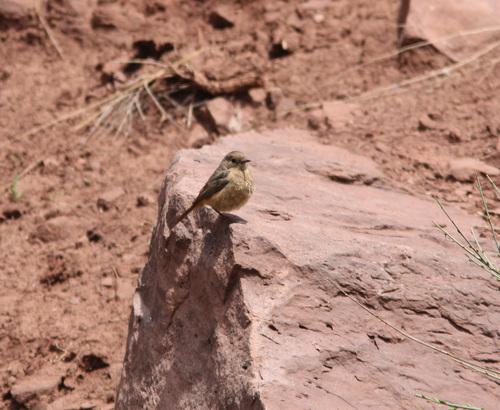 Moussier's Redstart