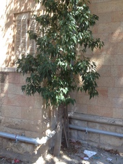 Brachychiton populneus