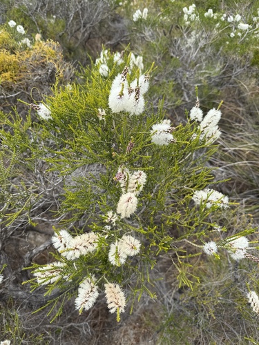Image of Melaleuca huegelii by (c) Shaunak Modi, some rights reserved (CC BY)