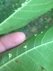 Caryomyia recurvata