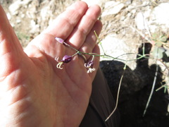 Caulanthus amplexicaulis