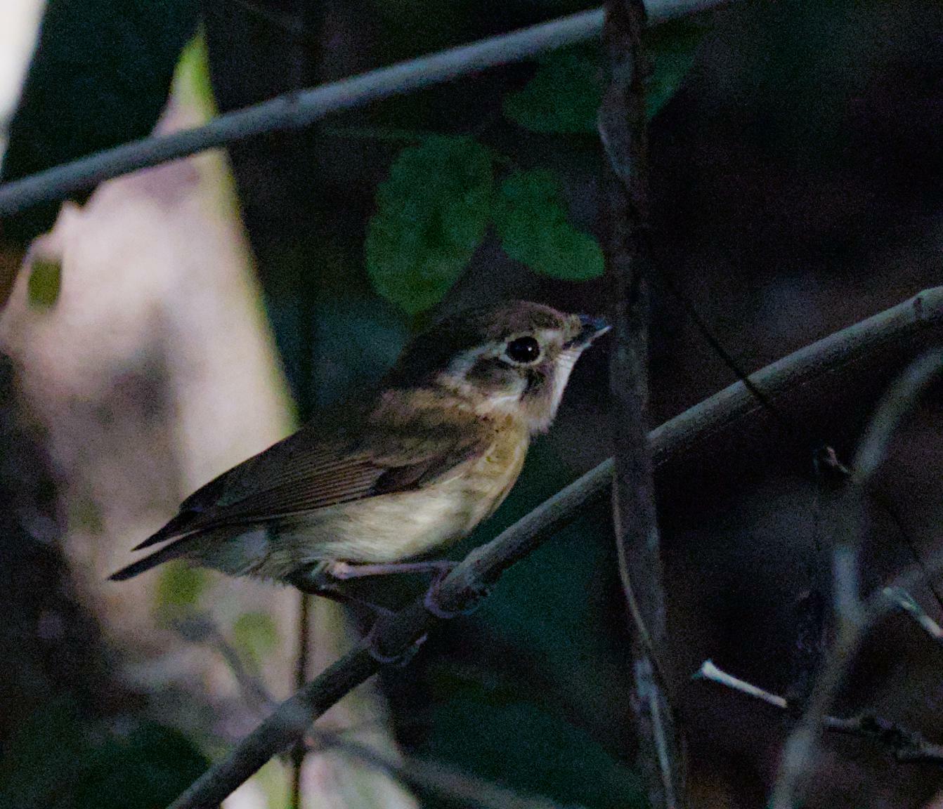 Stub-tailed Spadebill (Platyrinchus cancrominus), photo 5