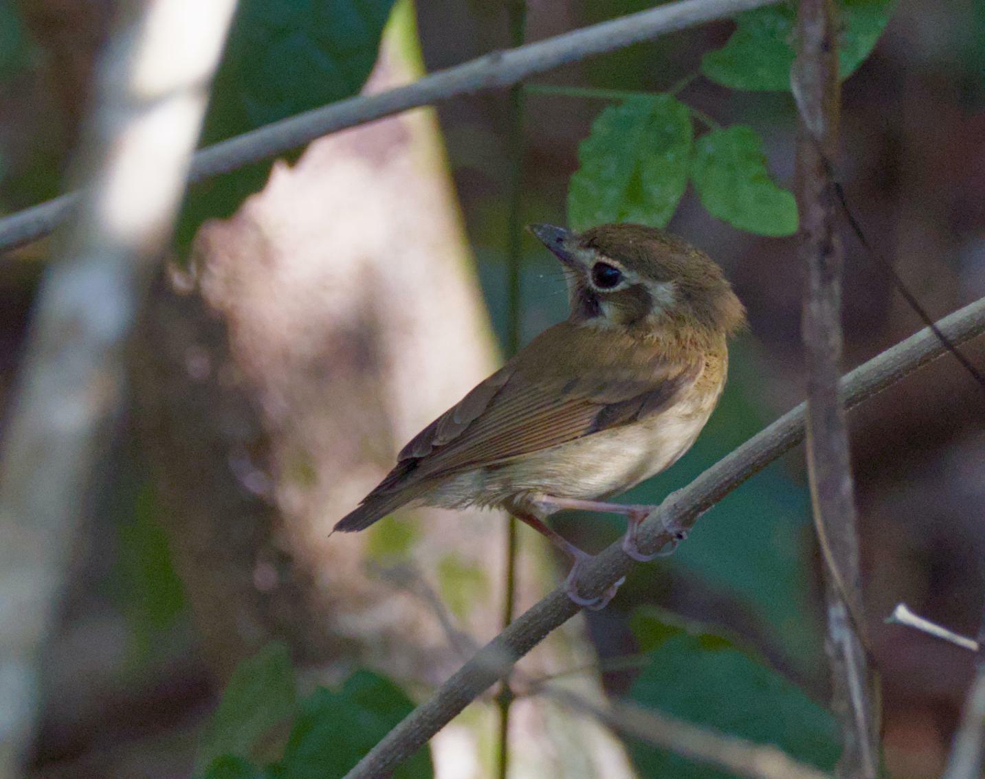 Stub-tailed Spadebill (Platyrinchus cancrominus), photo 6