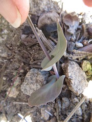 Caulanthus amplexicaulis