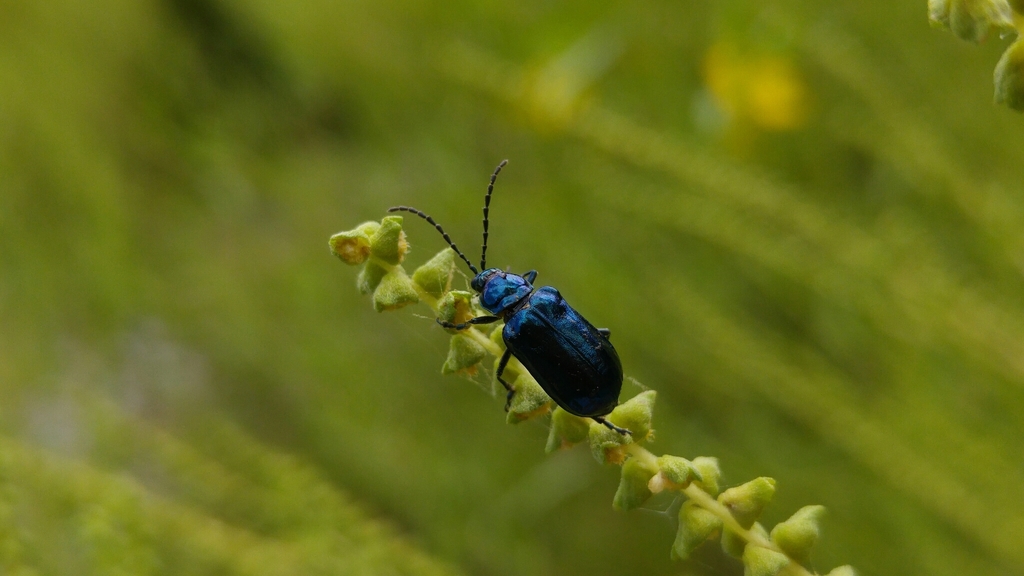 Macrohaltica complicata
