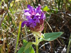 Prunella vulgaris lanceolata